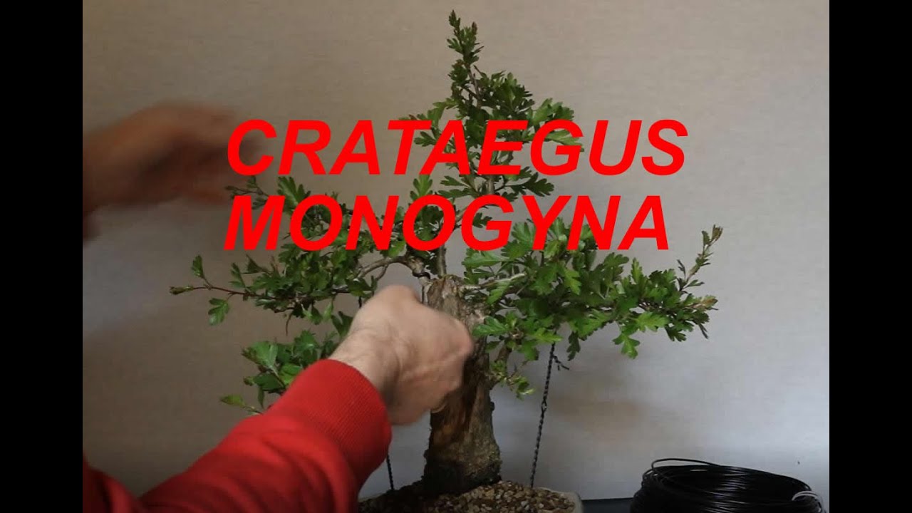 Primeros arreglos a bonsai Crataegus monogyna (espino albar, majuelo)