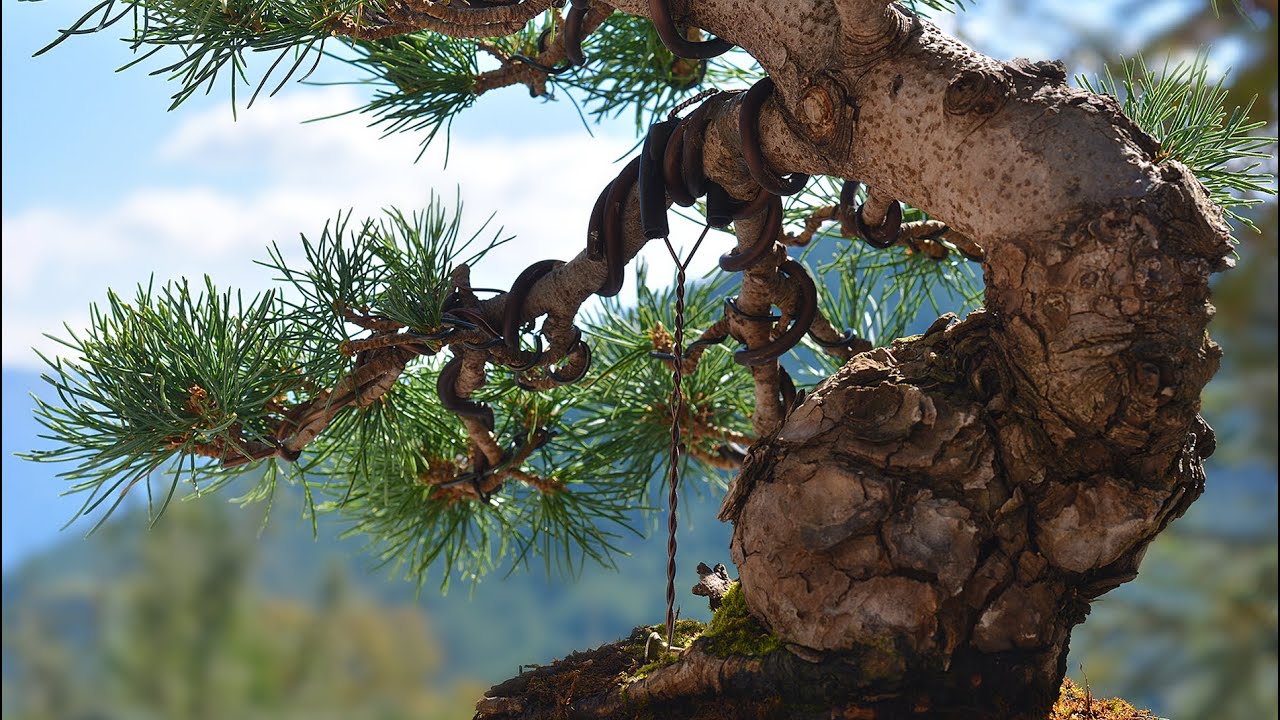 Japanese White Pine FULL Work step by step PART 1 - Arkefthos Bonsai
