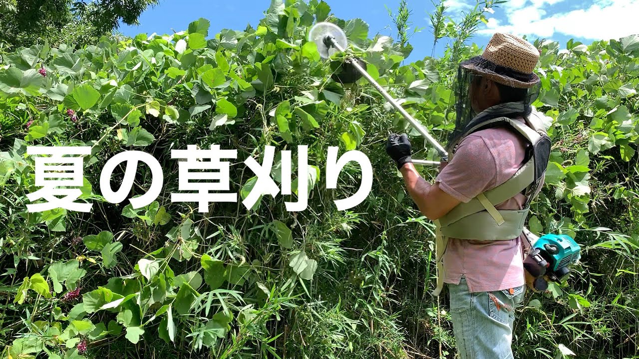 【草刈り】台風シーズンを前に伸びた稲科の雑草を刈る！夏の草刈りソロキャンプ？