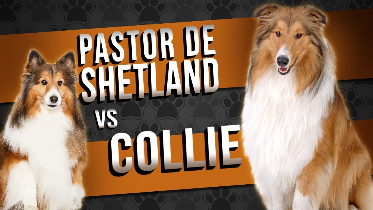 PASTOR DE SHETLAND vs COLLIE - Comparação de raças