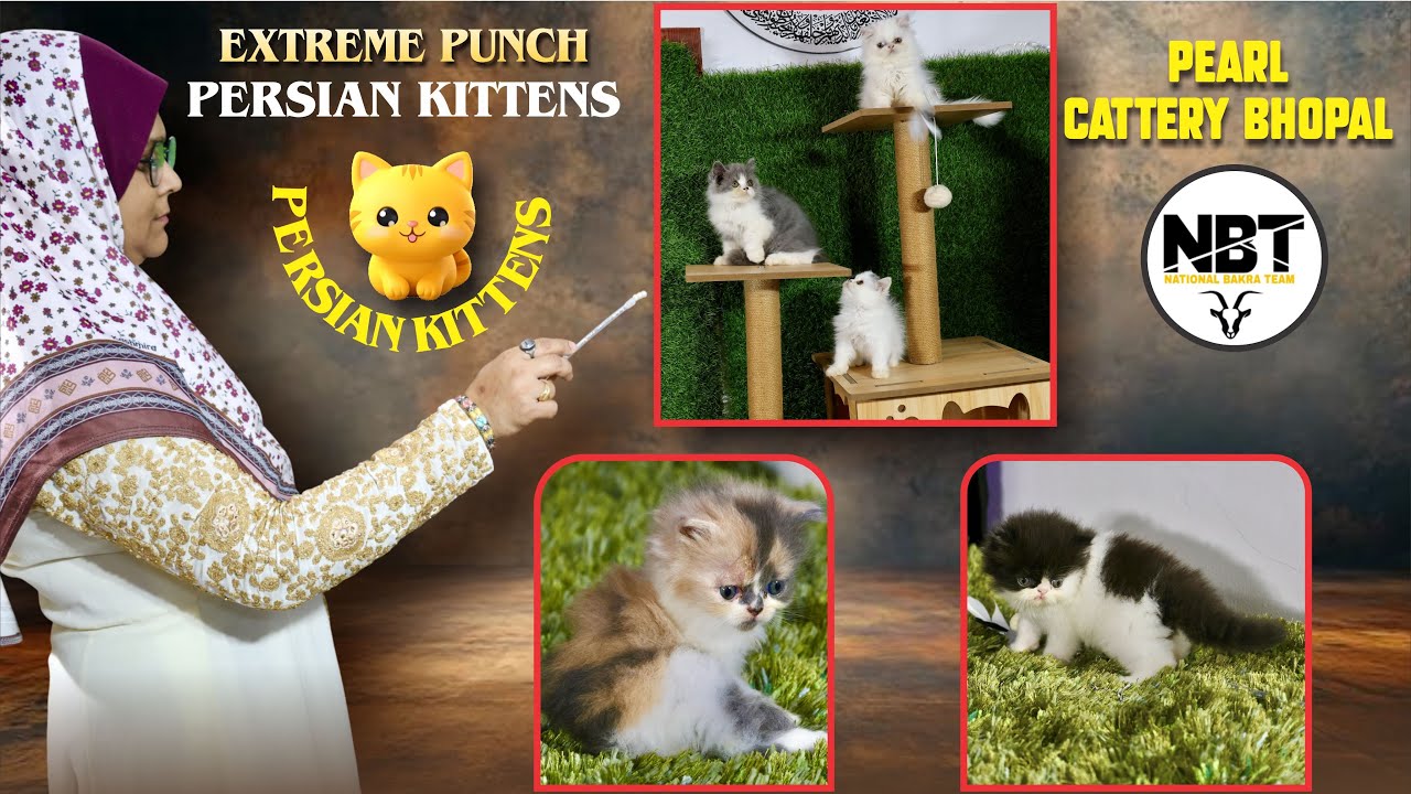 Persian Cats’s Fully Vaccinated At Pearl Cattery By Zulekha Shaikh