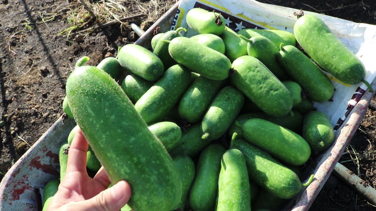 Winter melon field and How to Harvest and Choose the fresh winter melon