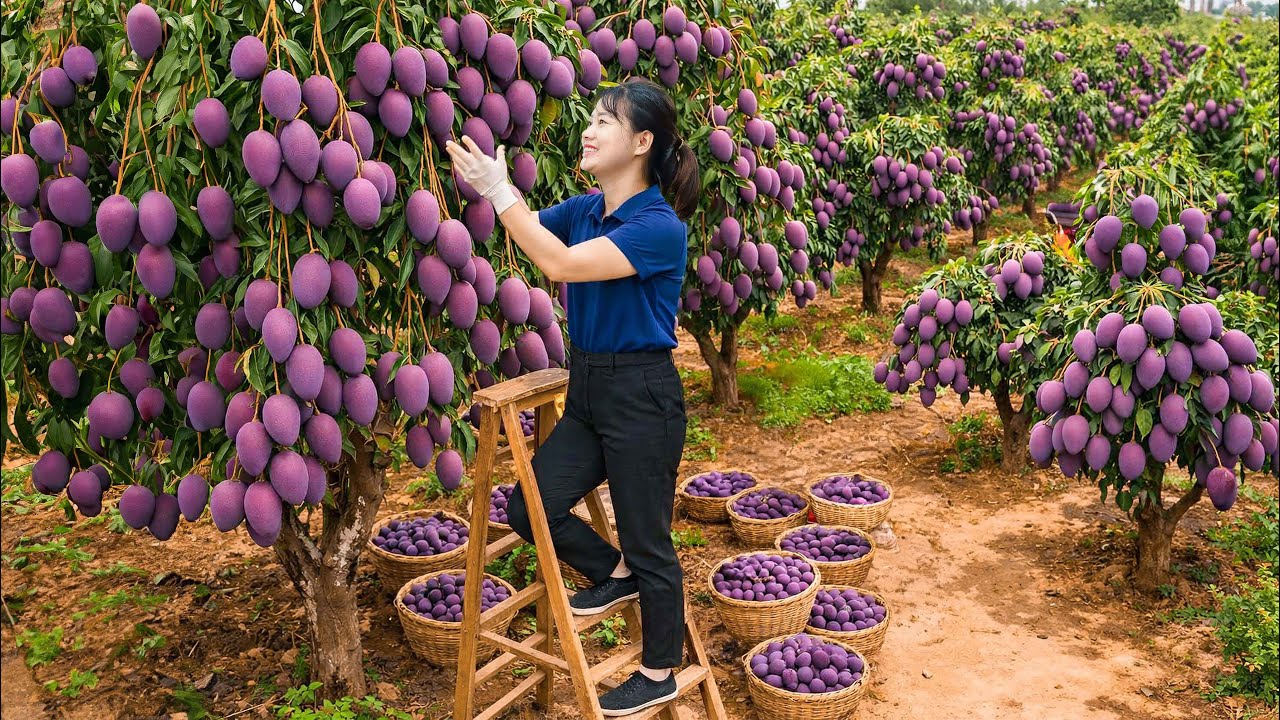 Harvesting RARE PURPLE Mangoes To Sell | Crispy Skin Bite - People Lined Up to Buy