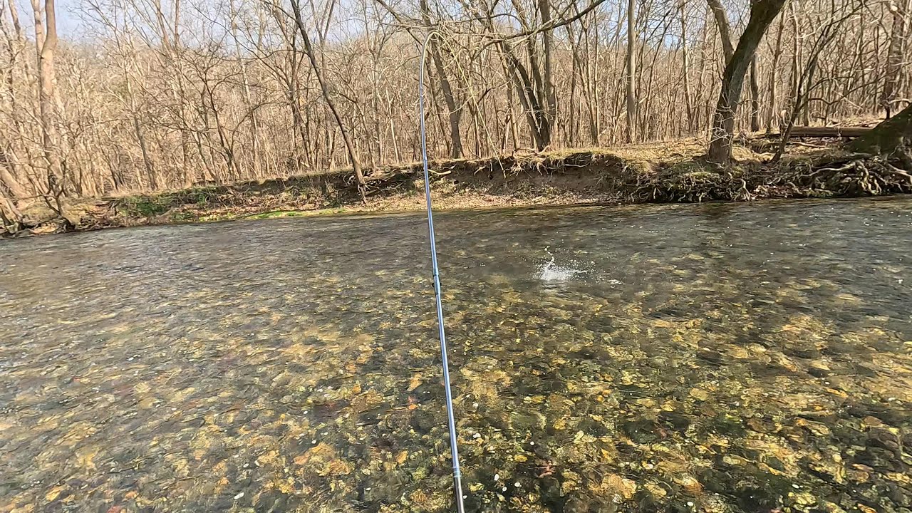 Fantastic Winter Trout at Bennet Springs on Dry Flies