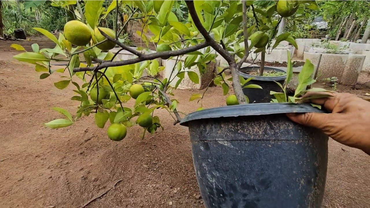Frutíferas produzindo em vasos 