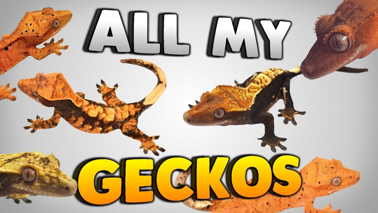 A Look At All My Crested Geckos! Gecko Tour!