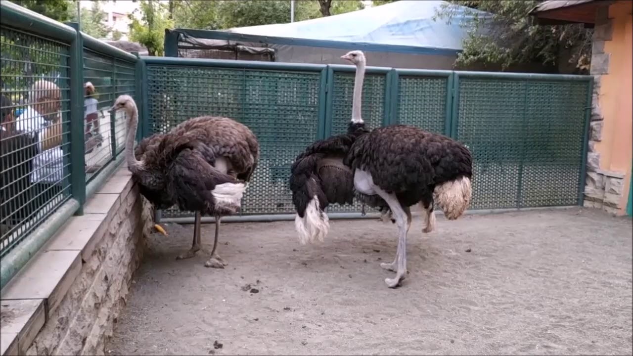 GÖRMEK İSTERSİNİZ (Evcil Hayvanlar Parkı Keçiören)
