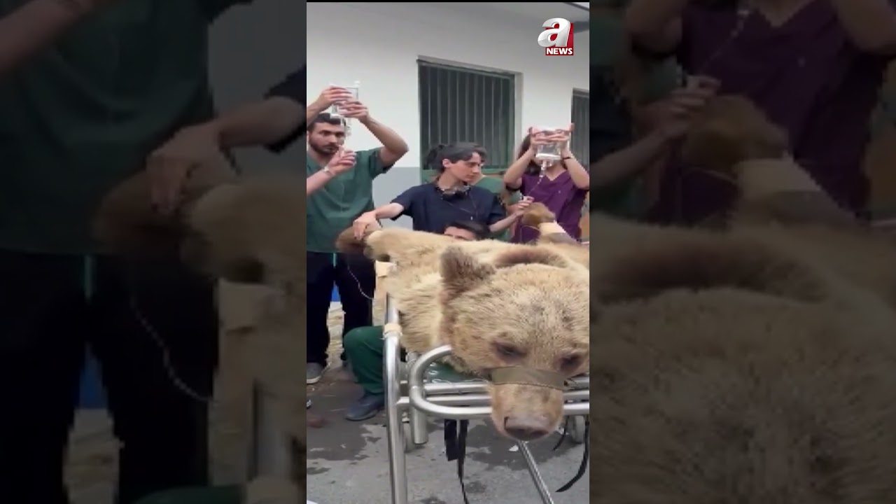 Bear got stomach cold from overeating fruit: Watch his MRI scan