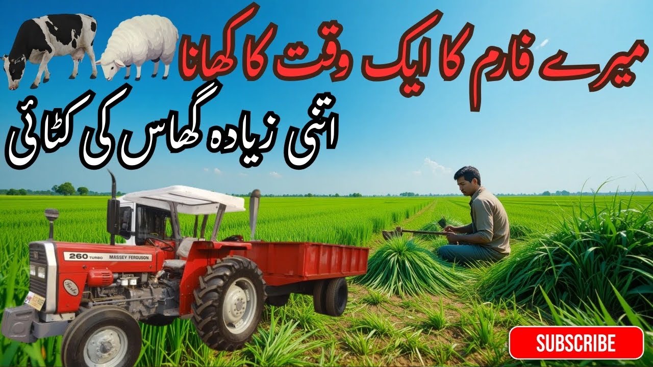 Itni Zyada Ghaas Ki Katai | Tractor Bhar Kar Laye Janwaron Ke Liye Taza Chara 🚜🌾