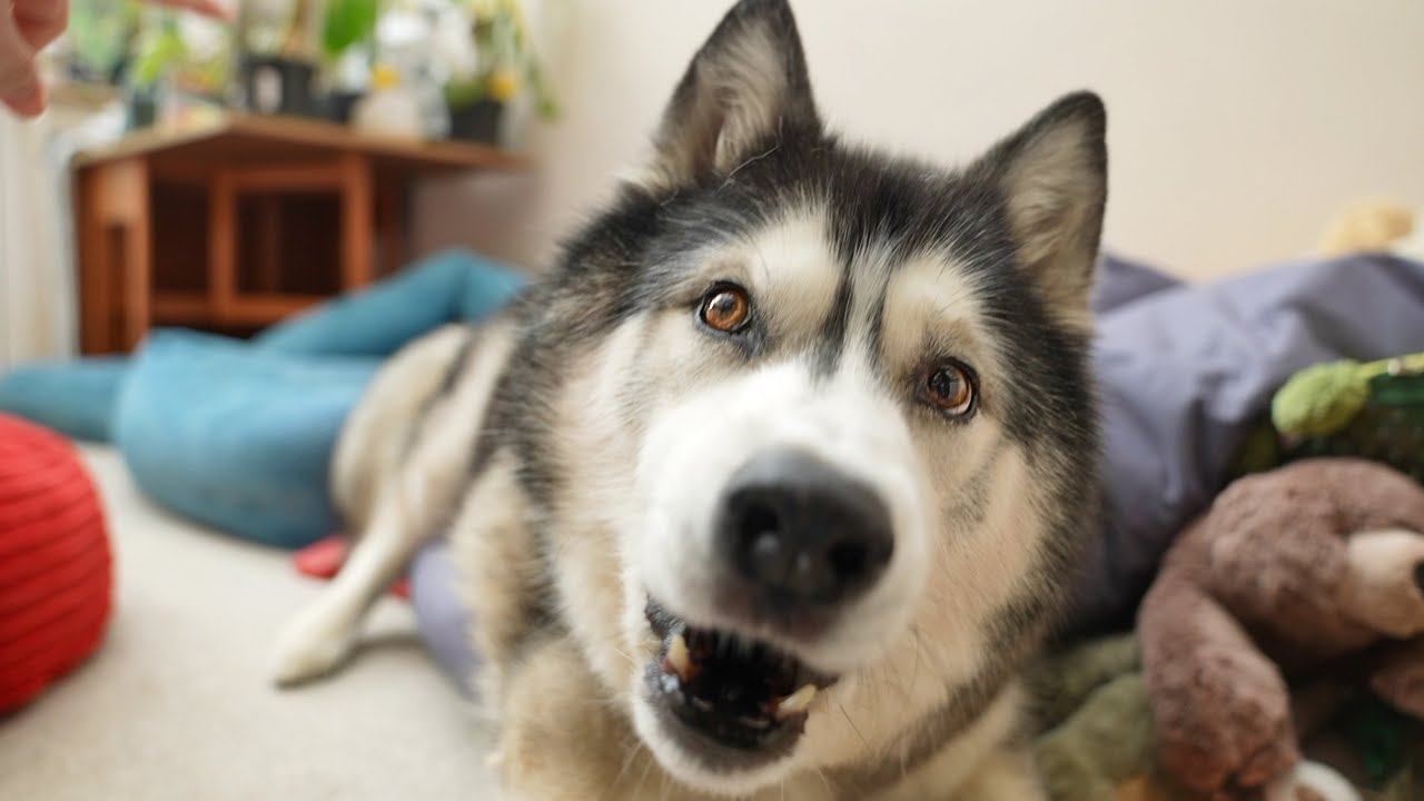 Husky Uses His Gruff Voice!