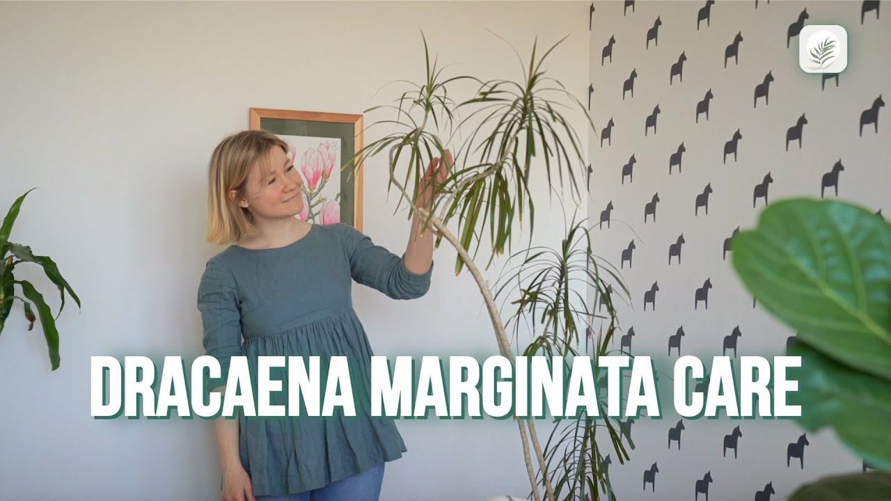 Dragon Tree (Dracaena Marginata) Care Guide