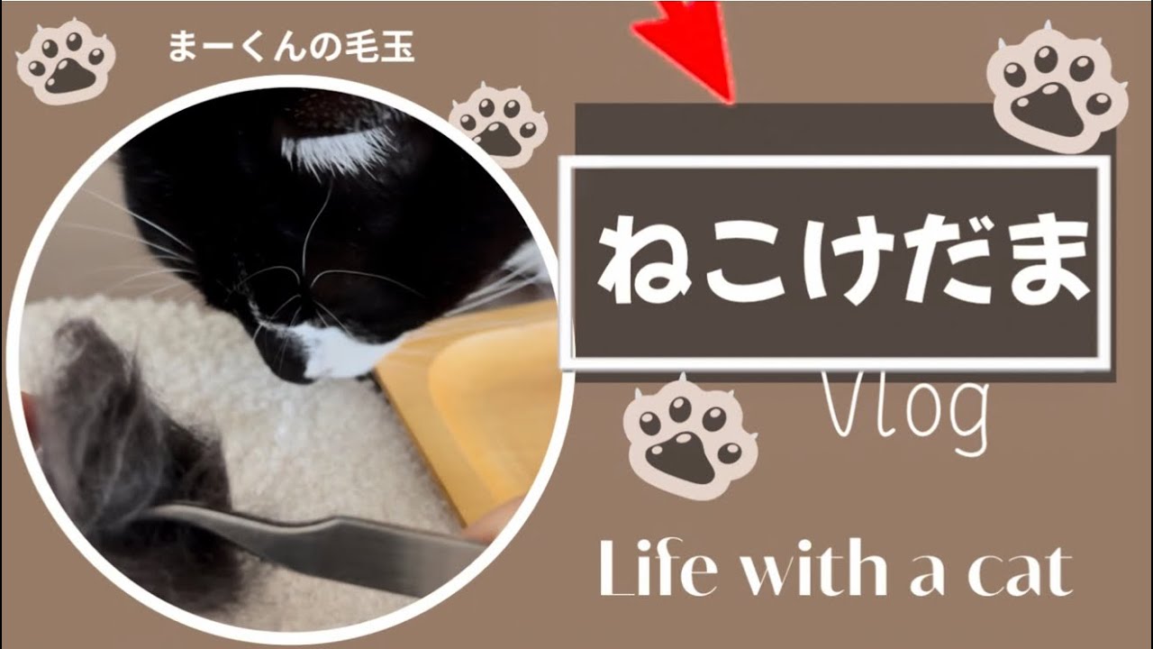 ｢まーくんのふわたまキーフォルダーできた🐾✨️｣#猫動画#猫癒し #保護猫 #猫のいる暮らし #ねこけだま