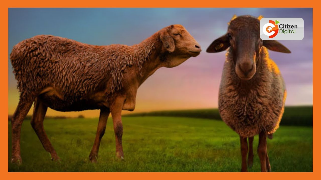 | KENYA'S GOLD | Red Maasai Sheep [Part 1]