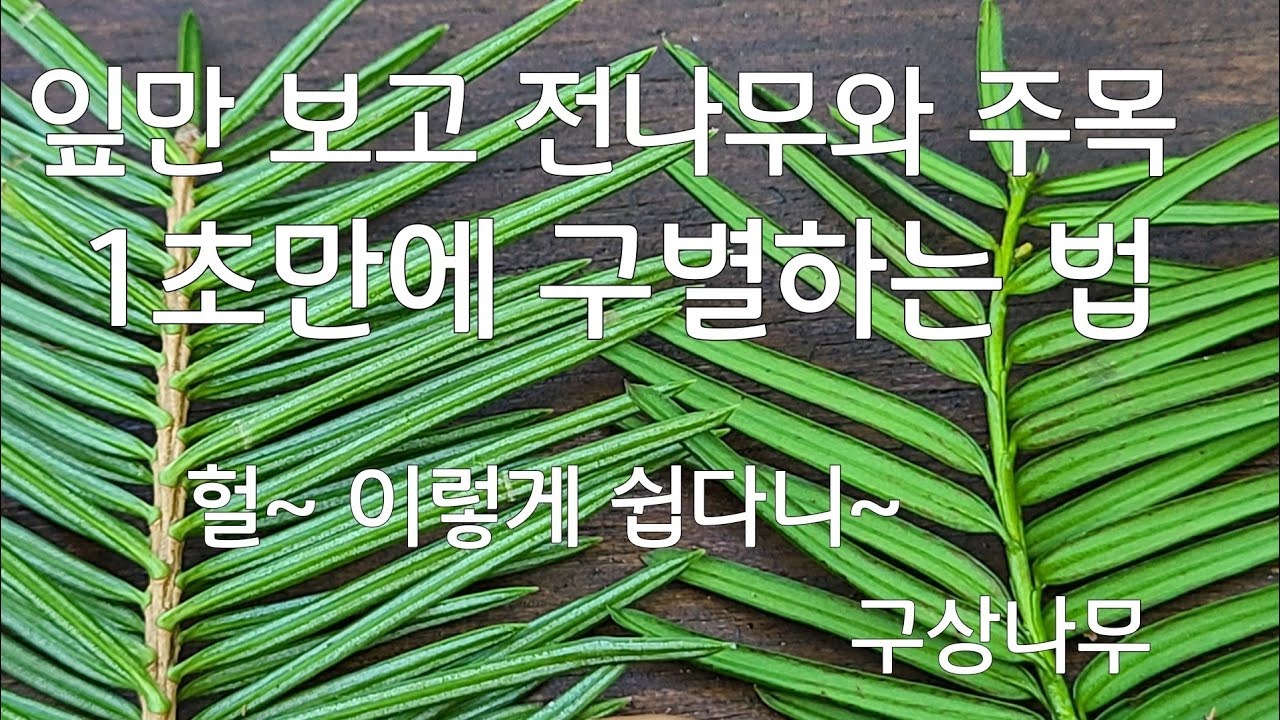 의외로 간단한 주목과 전나무 잎의 차이점 자세히 알려 드리겠습니다. 잣나무와 구상나무까지 직접 만나 봅니다. 7월 #하층식생