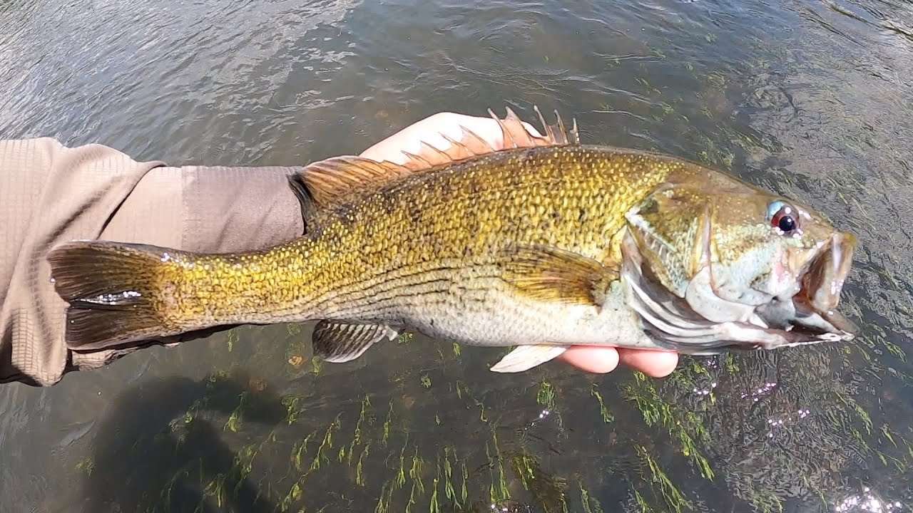 Fishing the Tallapoosa River in Alabama with Matt Lewis