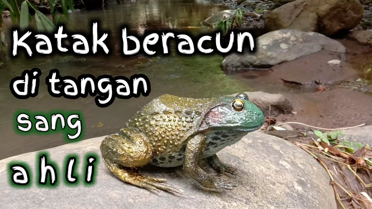 Miniatur katak beracun dari buah kelapa