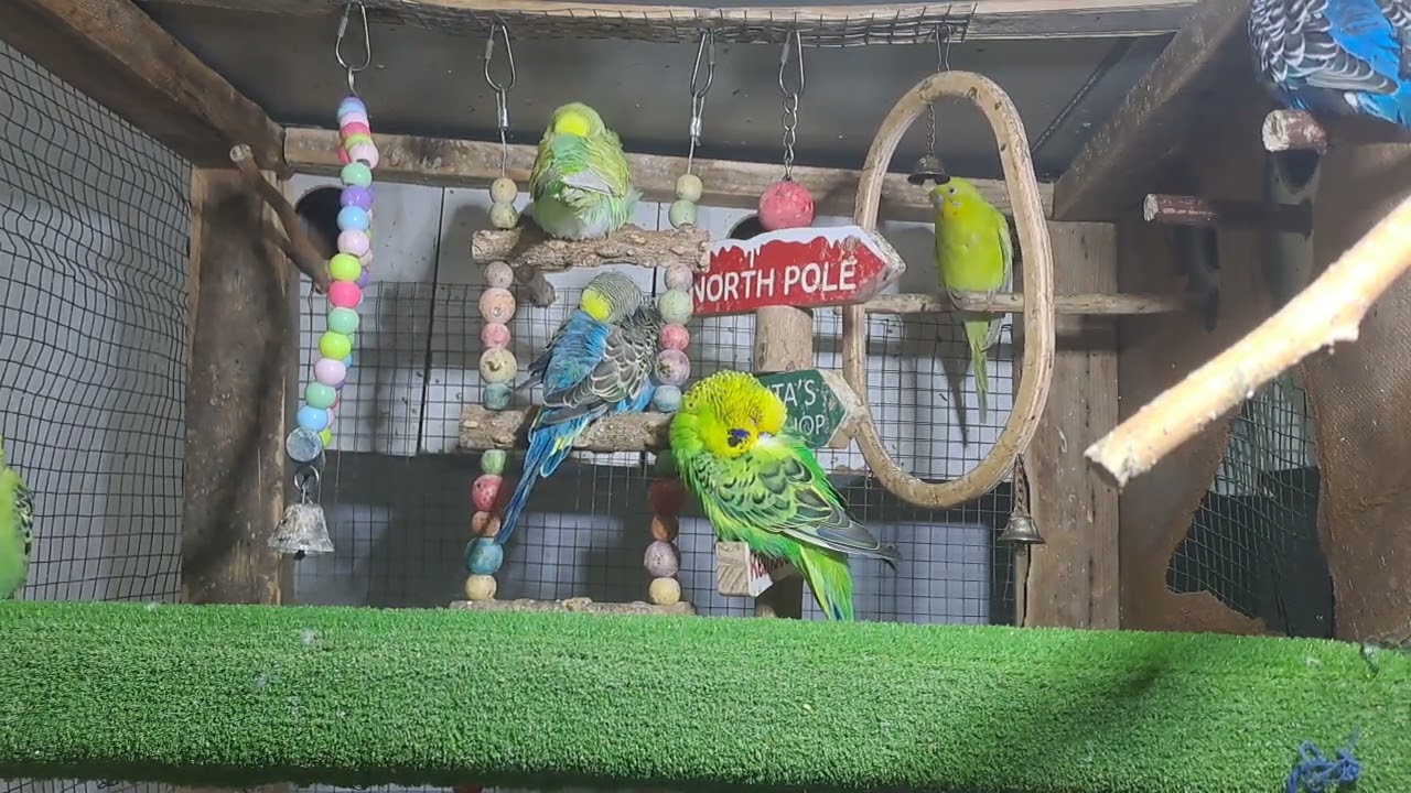 Baby parrot squad