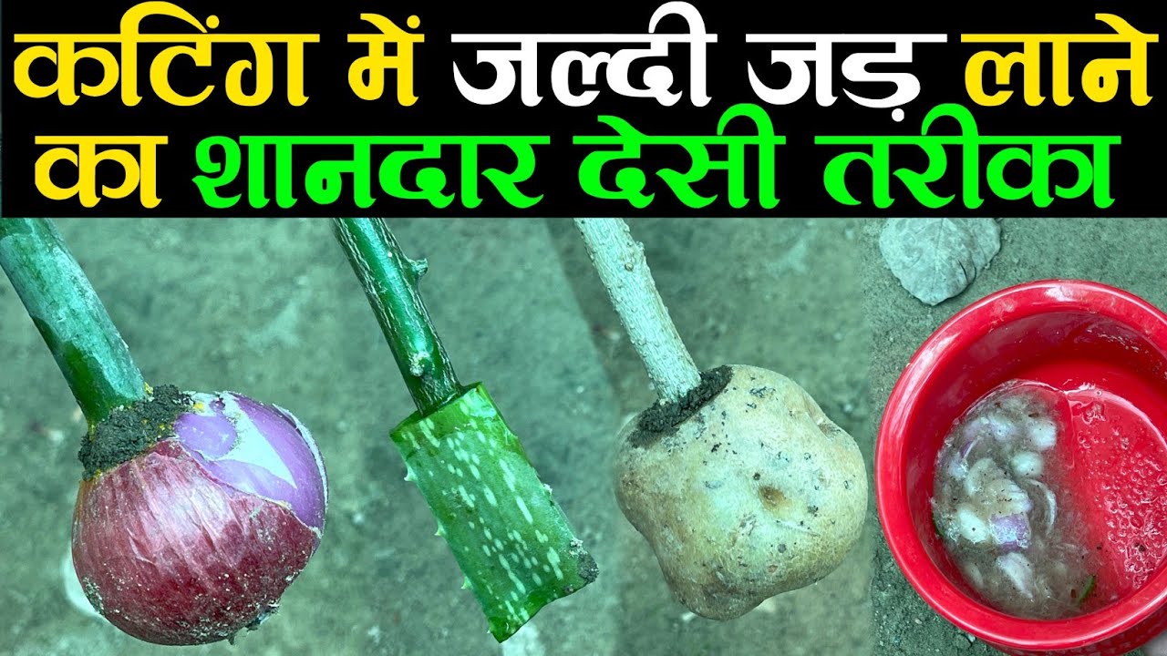कटिंग में जल्दी जड़ लाने का शानदार देसी तरीका | Root Hormone For Plants |घर पर बनाएं Rooting Hormone