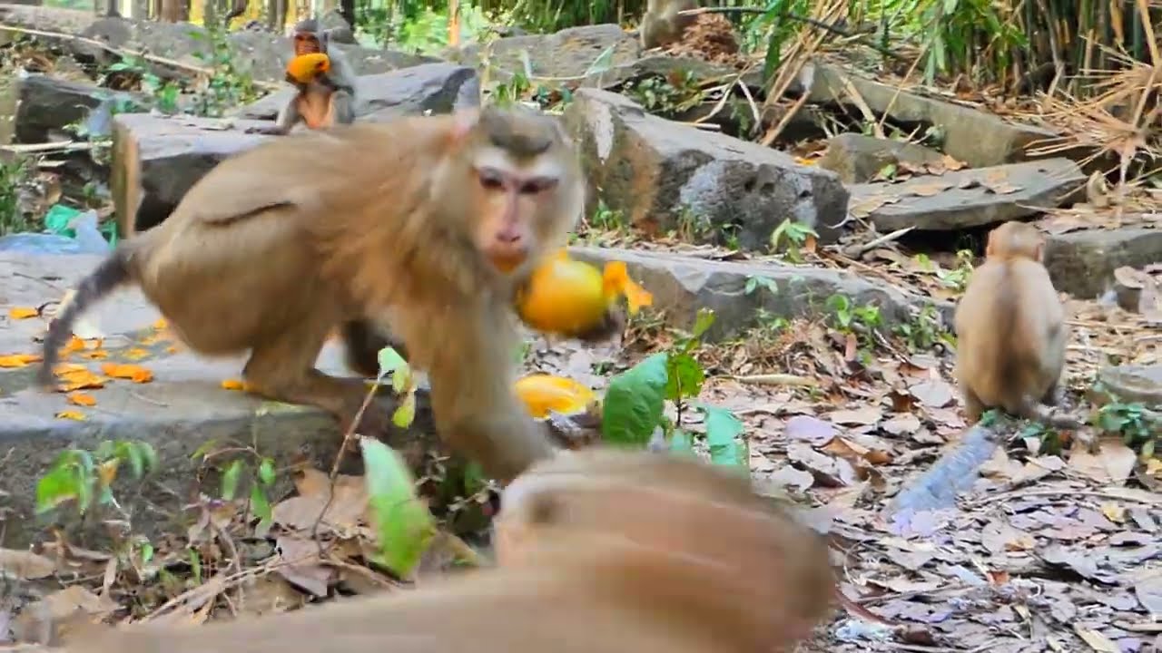 AWW!! Rainbow is upset with monkey Luna s_lapping her & monkey Ashley help RB to give Luna a lesson