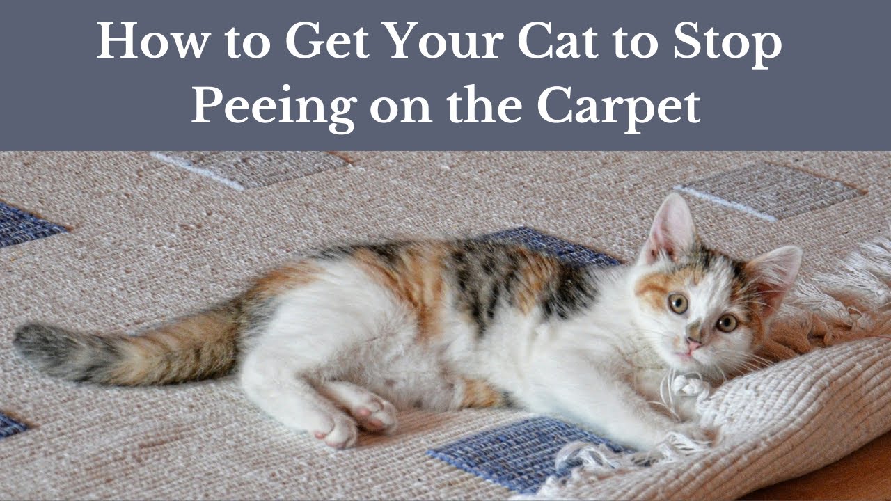 How to Get Your Cat to Stop Peeing on the Carpet | Why Does Your Cat Pee Out of the Litter Box?