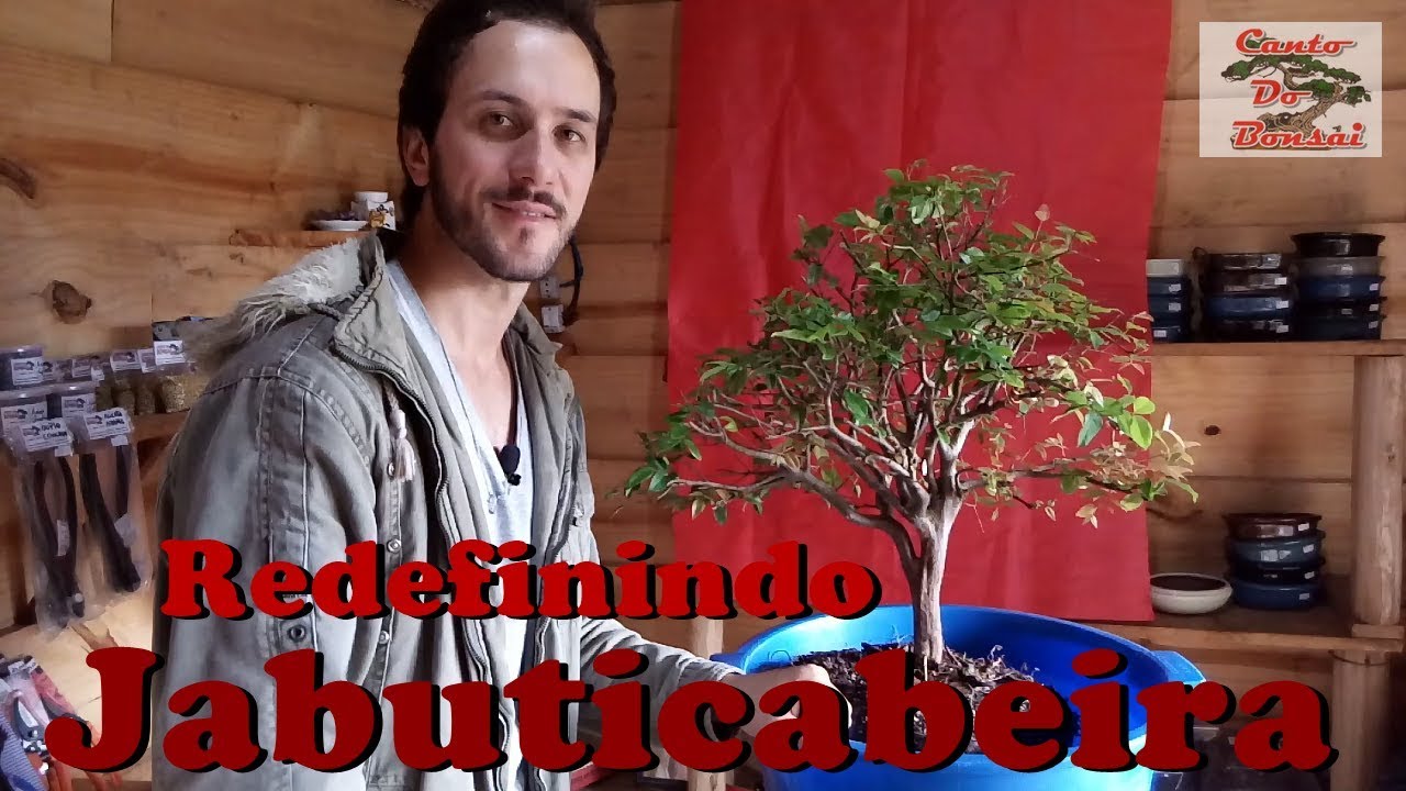 Bonsai resultado em jabuticabeira