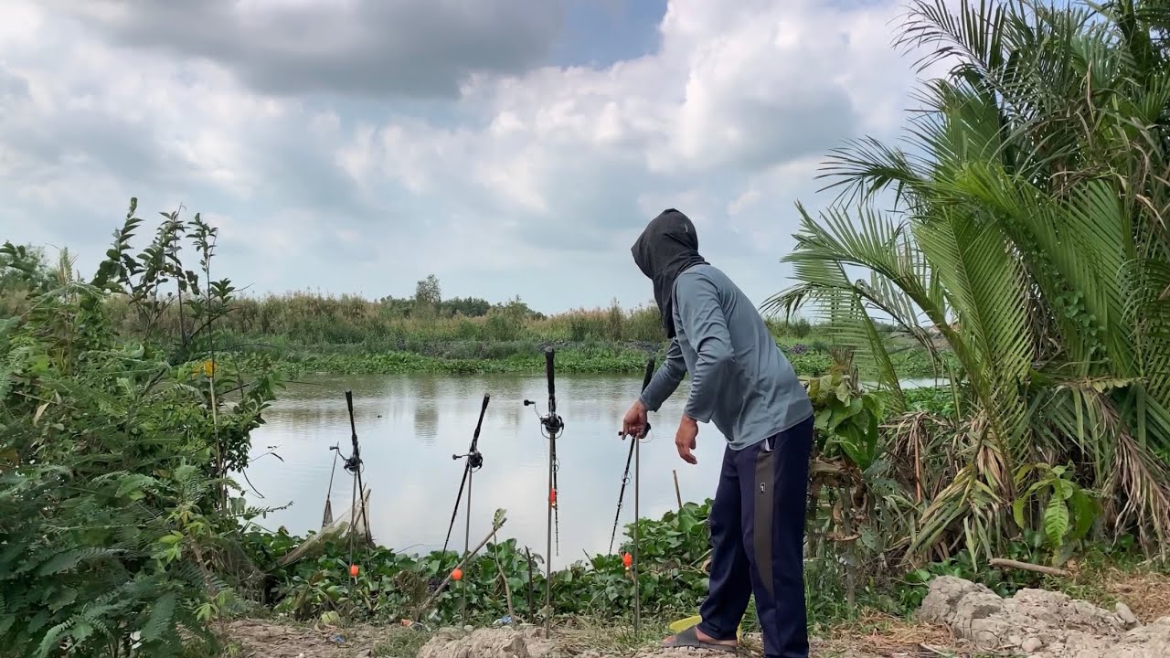 Câu Cá Tra Sông Bãi Đẹp Cá Ục Thấy Mê | Fishing Miền Tây