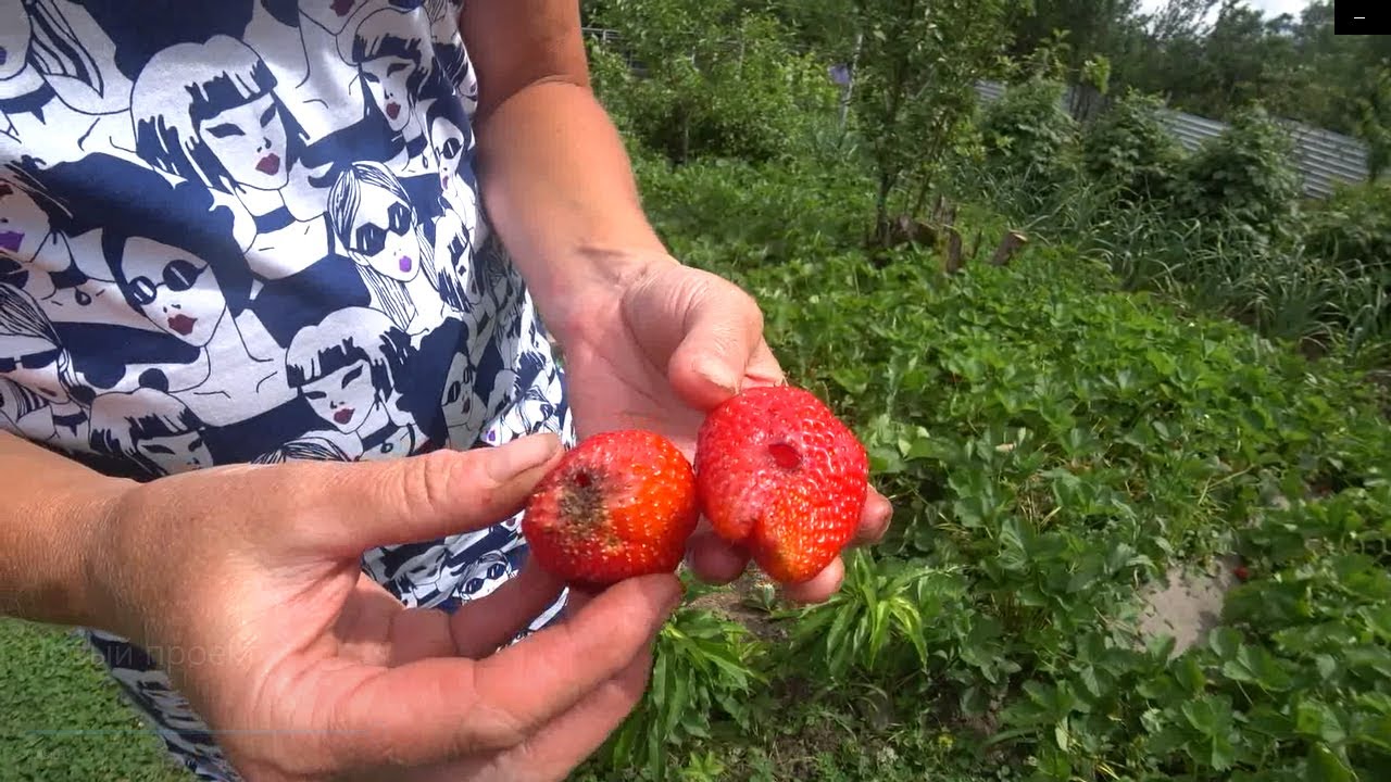 О клубничных проблемах. Подкормка для чеснока и не только.
