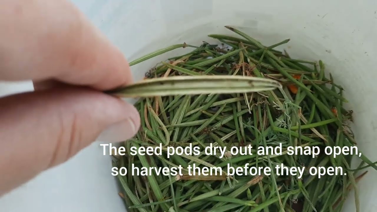 How to harvest and sow California Poppy seeds and tips.