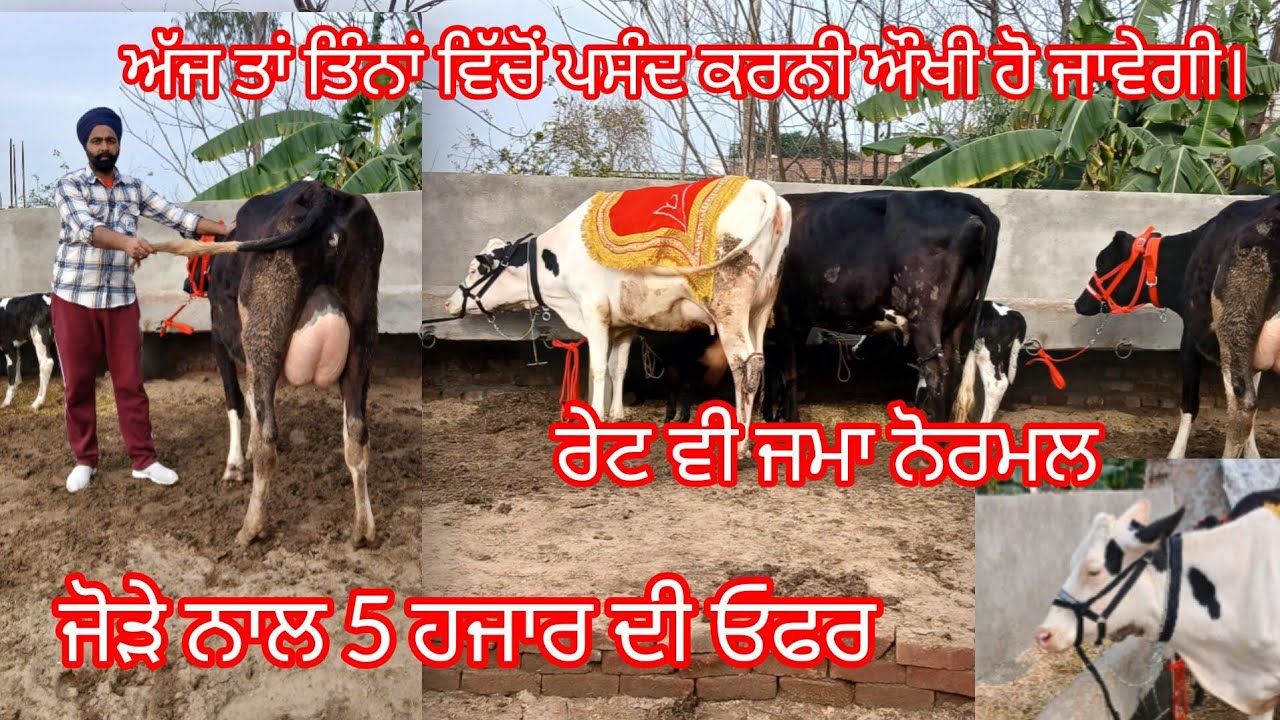 ਤਾਜੀਆਂ ਸੂਈਆਂ ਵੈੜਾਂ ਰੇਟ ਜਮਾ ਨੋਰਮਲ ਜੋੜੇ ਪਿੱਛੇ 5000 ਘੱਟ /cow for sale /cheema dairy farm 