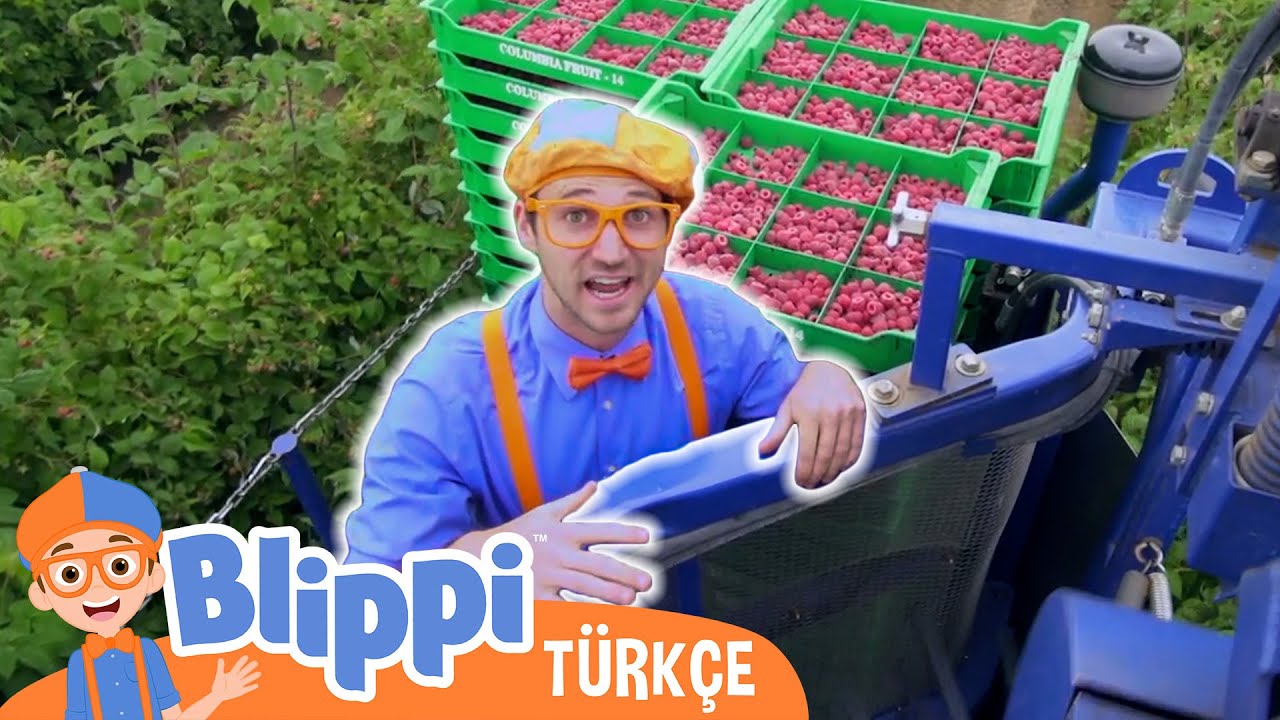 Blippi Bir Ahududu Fabrikası Keşfediyor | Blippi Türkçe - Çocuklar için eğitici videolar | Türkçe