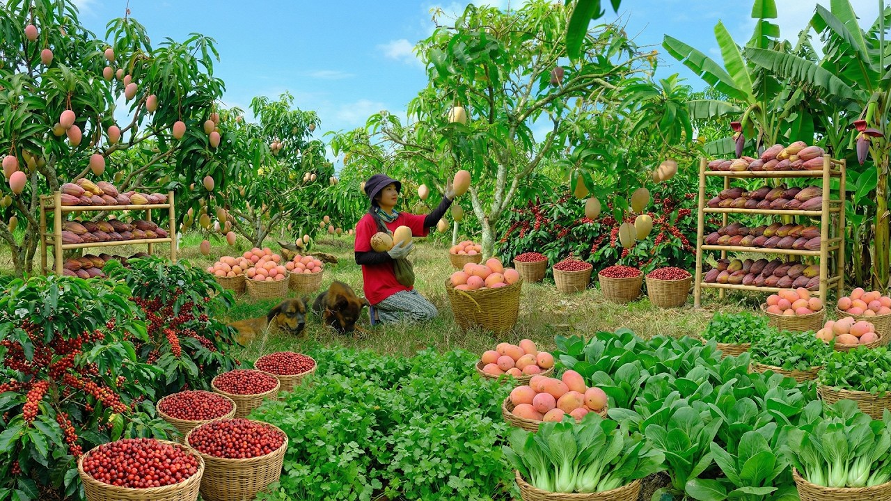 Relax With Harvest: Pink Mango, Coffee, Banana Blossom,Corn, Bok Choy, Yam, Green Banana, Noni Fruit