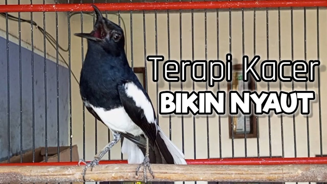PANCINGAN SUARA KACER NGEPLONG MEMANCING KACER BAHAN SUPAYA CEPAT BUNYI LANGSUNG NYAUT GACOR