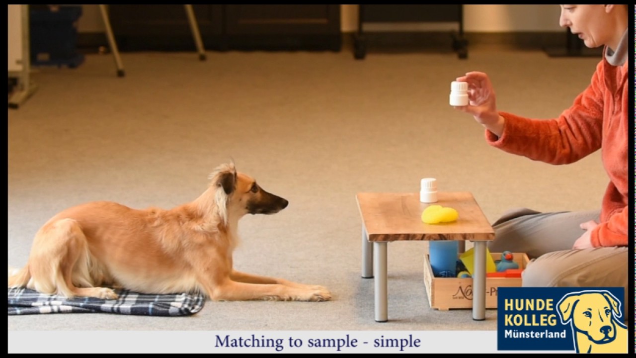 Konzeptlernen für Hunde: matching to sample task with dog (simple)
