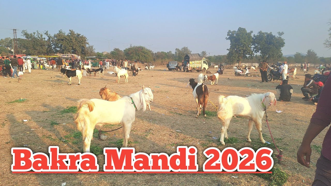 Bakra Mandi 2026 Bhopal 