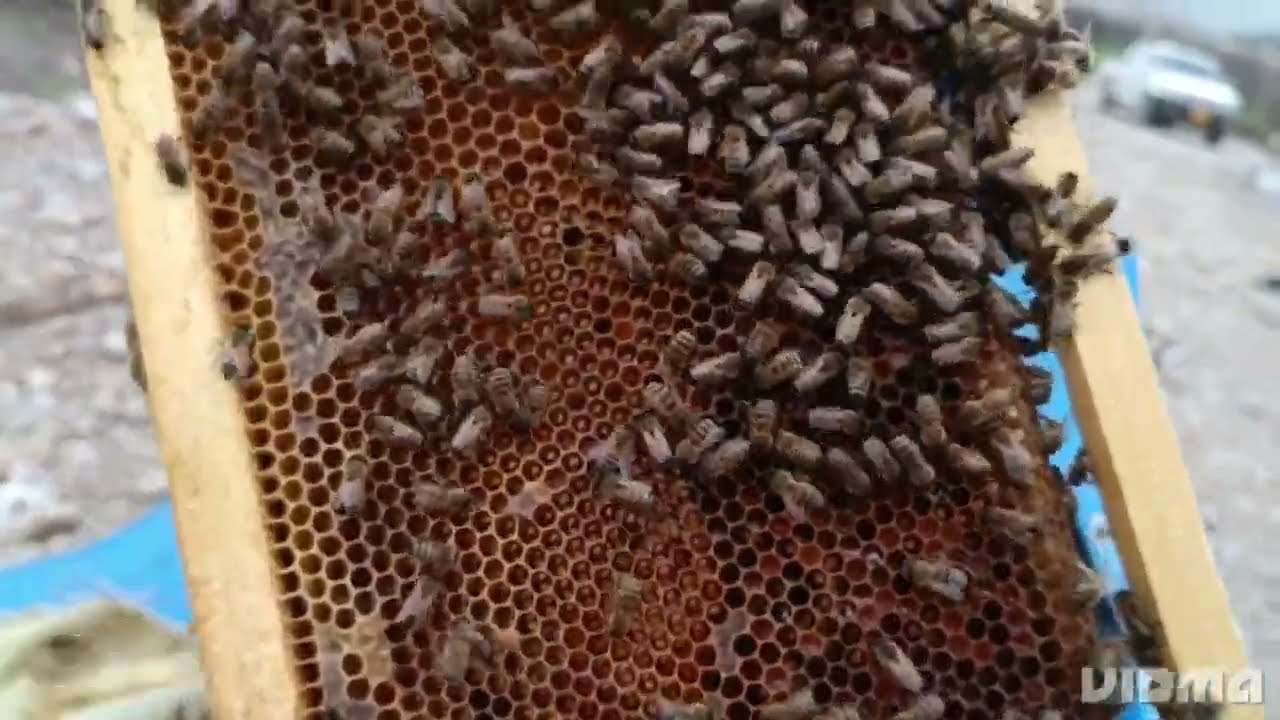 چۆنیەتی زیادکردنی پووکە(شانە)و سوودەکانی لەسەرەتای گەشەی هەنگ