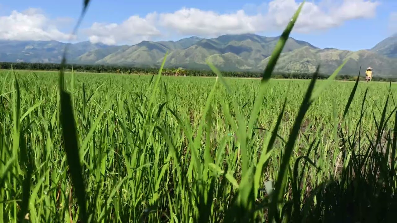 Rice Field/Tillering Stage