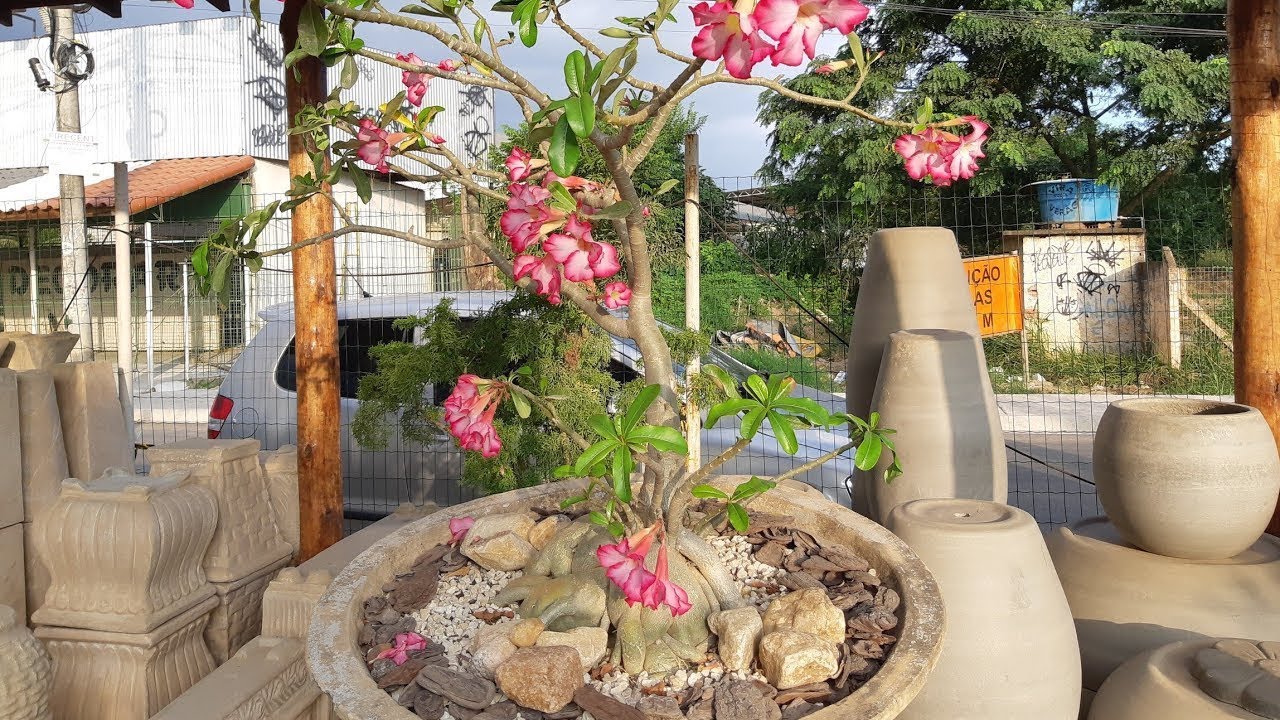Plantas para quintal e jardim na BIOMAIS GARDEN