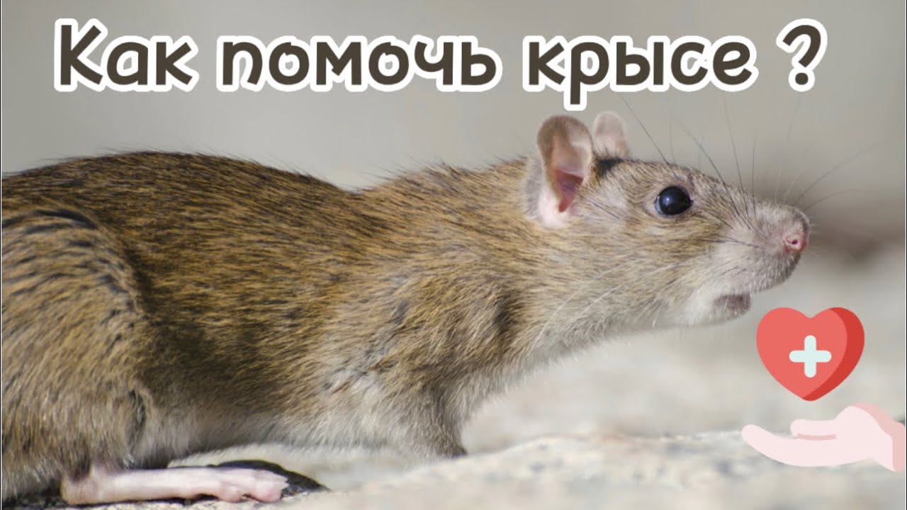Что делать, если крыса подавилась? 🐀