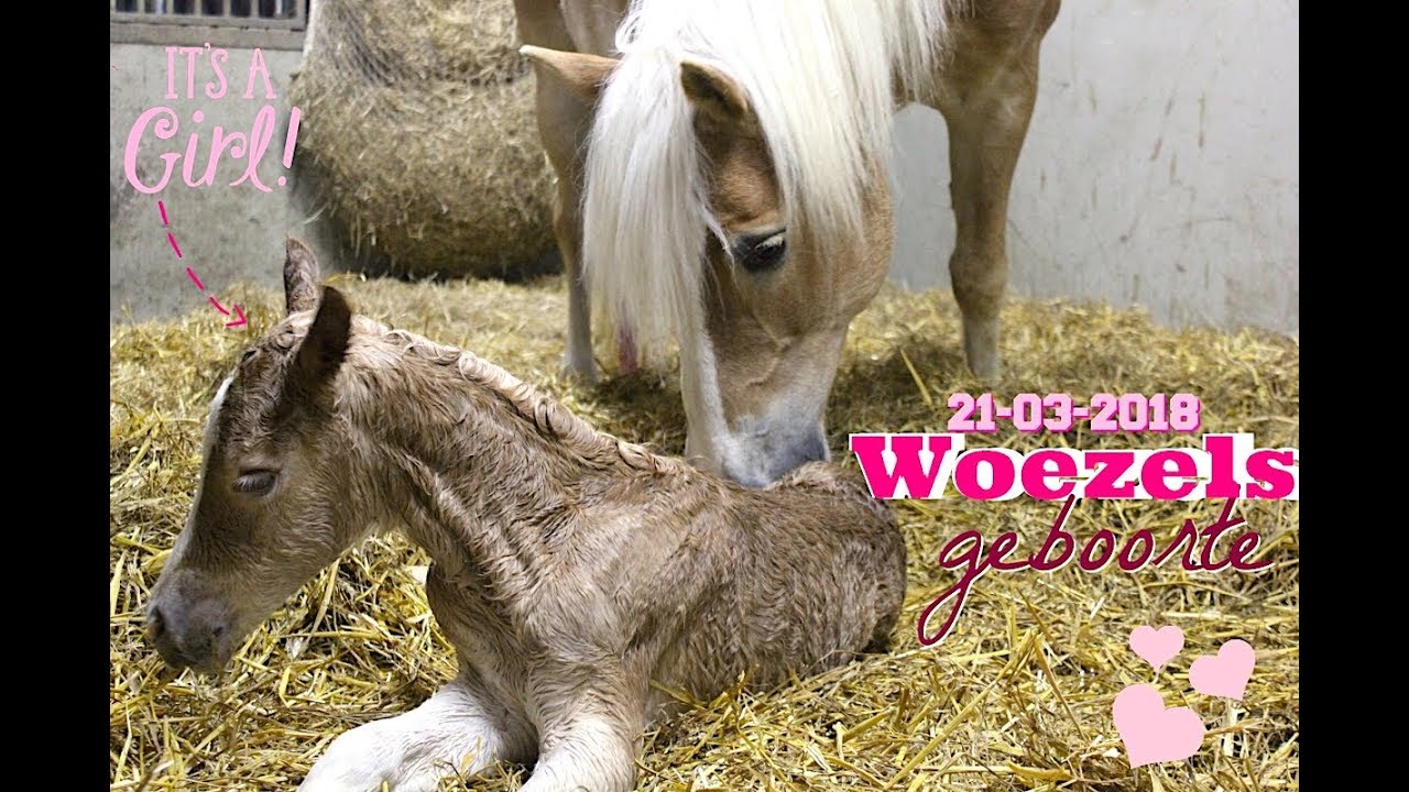De geboorte van haflingerveulen Woezel (Aubrynn)