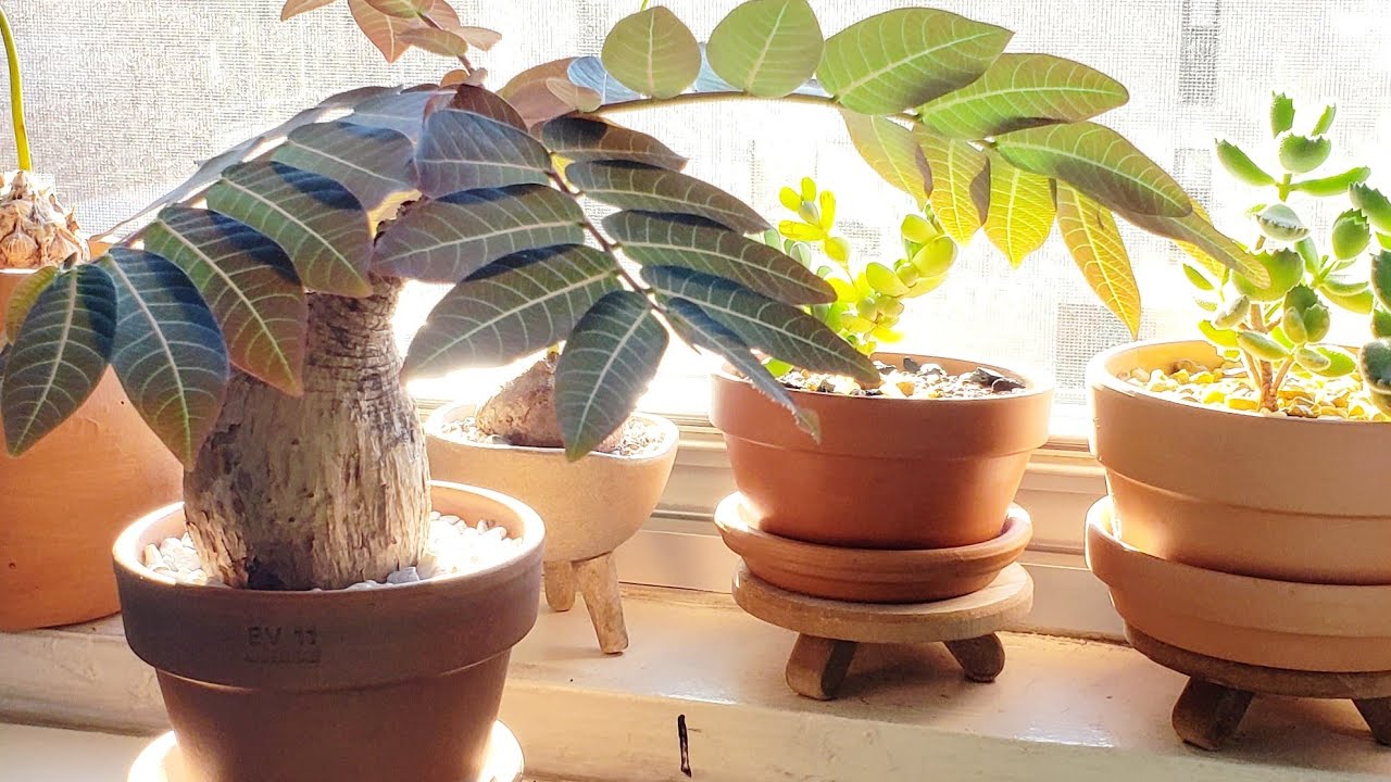 Summer 2020 Plant Updates