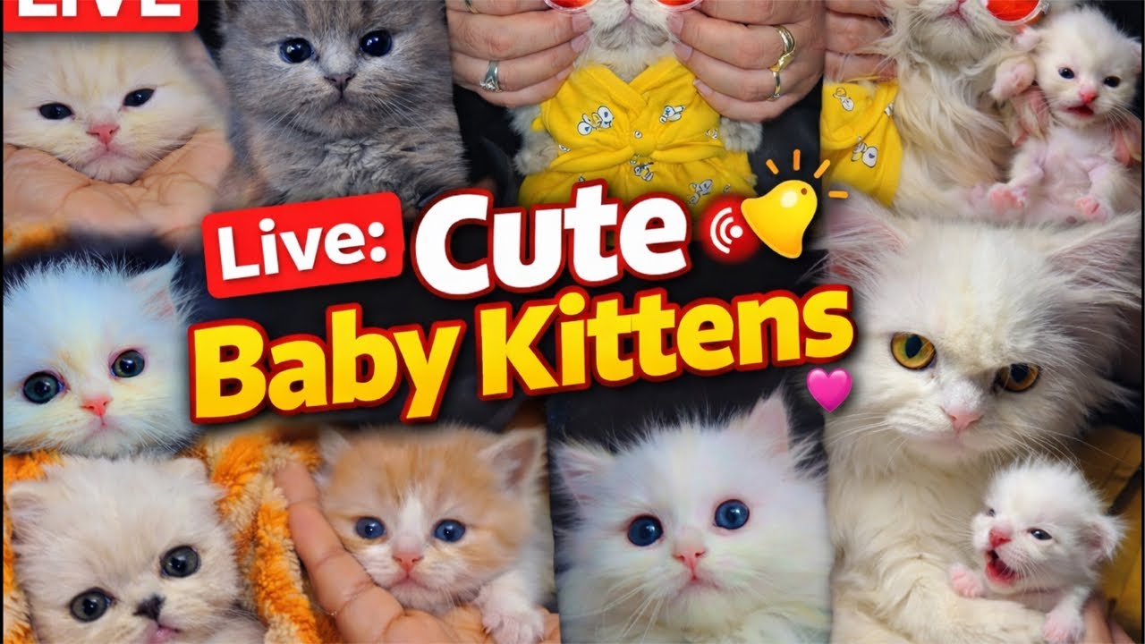 Cute kitten 🐾 Live[212] #cat#ytshorts #trending livestream #live #foryou #viralvideo #youtubeshorts