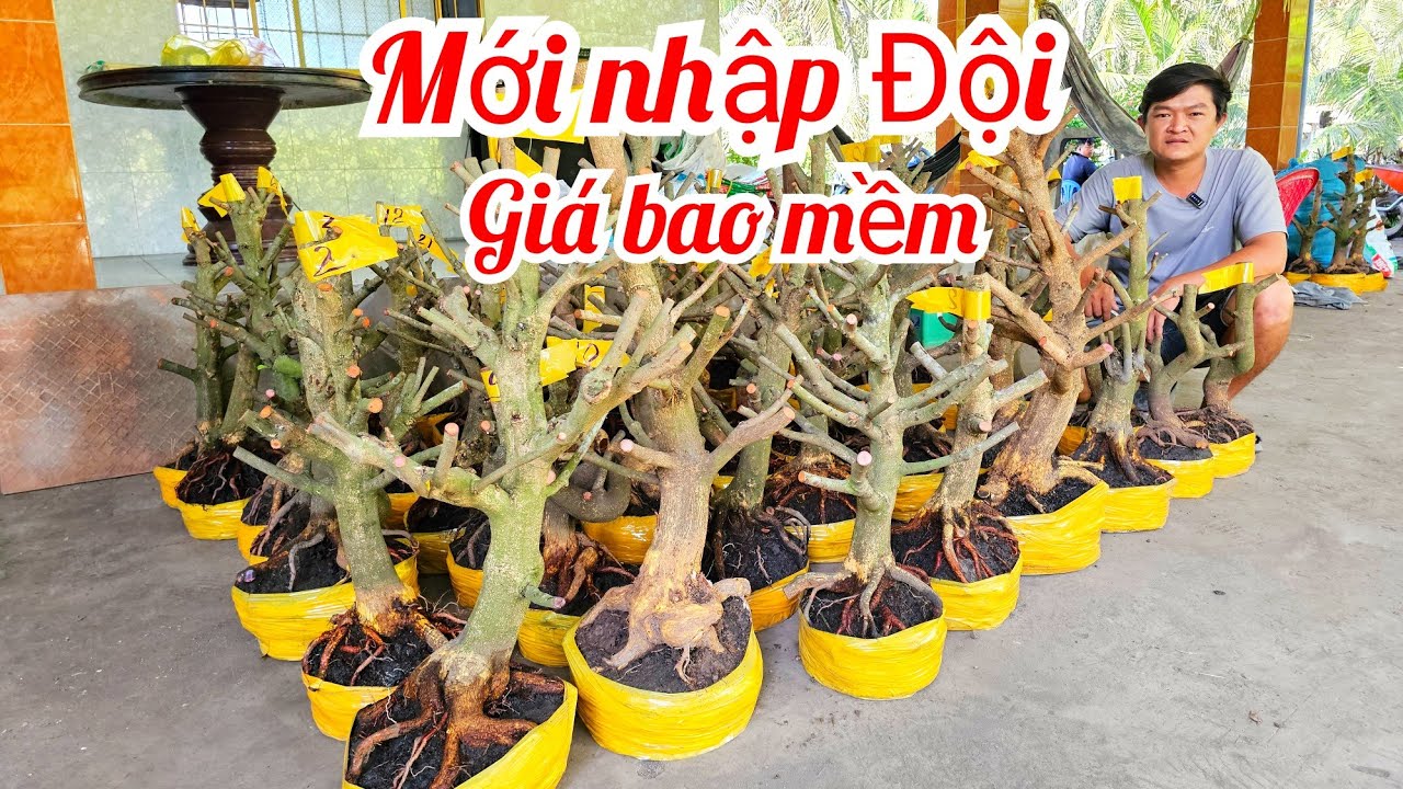Em Vinh 📲 0964704051 mai Giảo Thủ Đức đế đẹp giá rẻ 11/3 Chợ Gạo (@MaivàngQuêdừa)