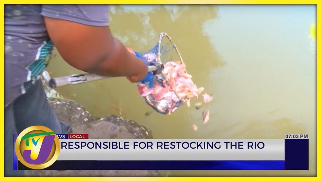 'Something Fishy' Who is Responsible for Restocking the Rio Cobre? | TVJ News