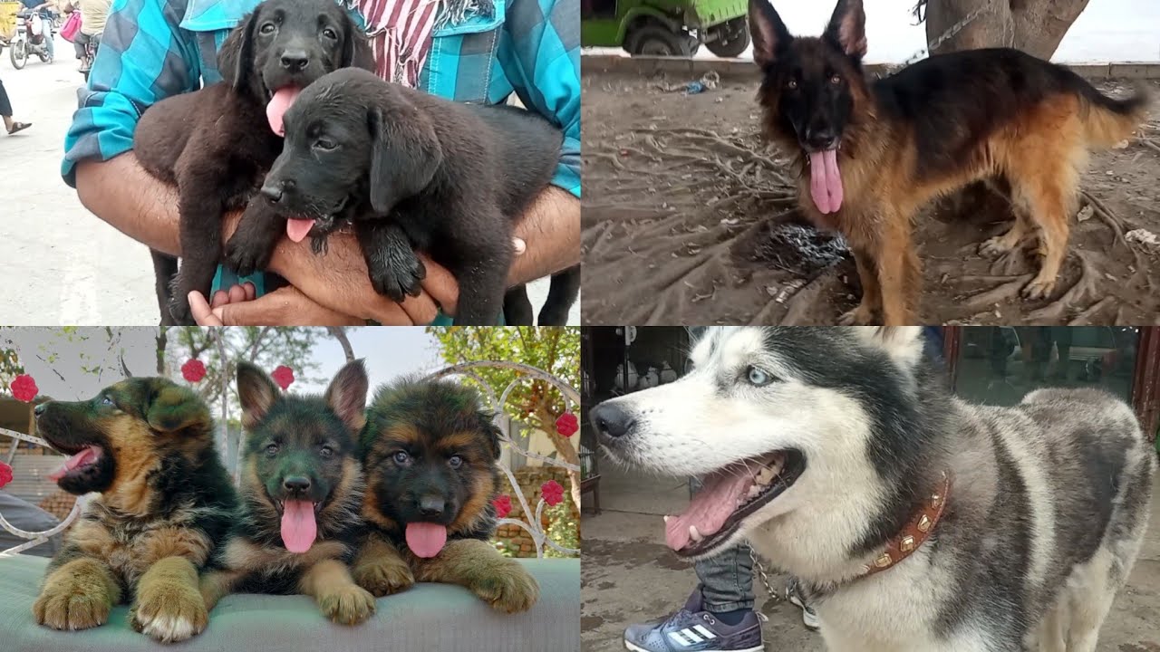 Dogs Market Lahore | FULL Video | Price update | German shepherd Lebra Alsatian HUSKY Pitbull