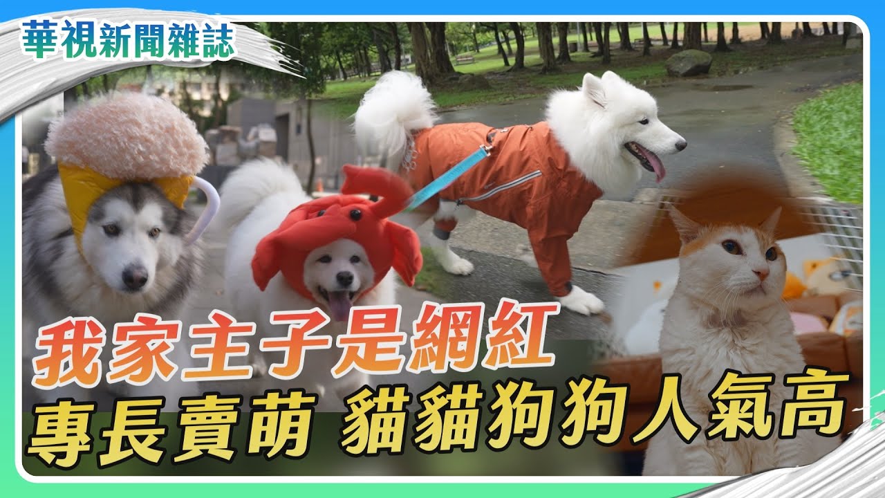 我的主子是網紅 高人氣貓貓狗狗｜記者 黃筠婷 梅志銓 盧松佑｜華視新聞雜誌EP2398單元1 2024.2.3