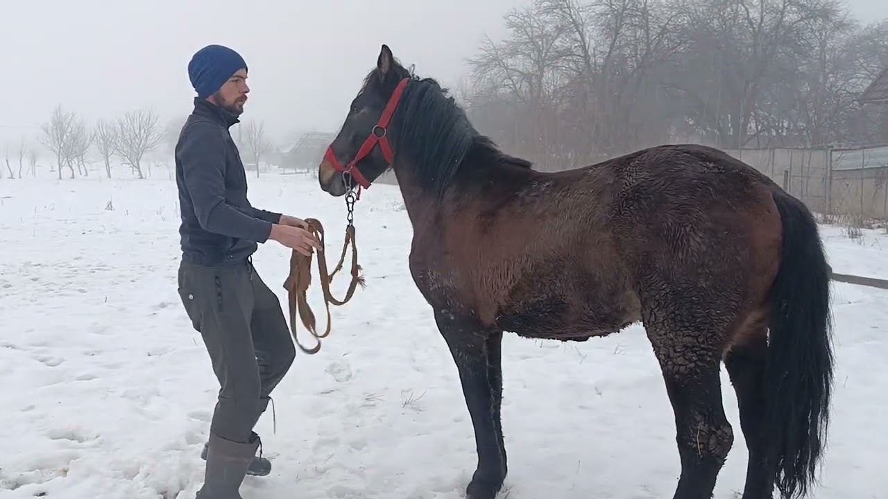 🚨 УВАГА РОБИМО РОЗІГРАШ 🐎💪🔔
