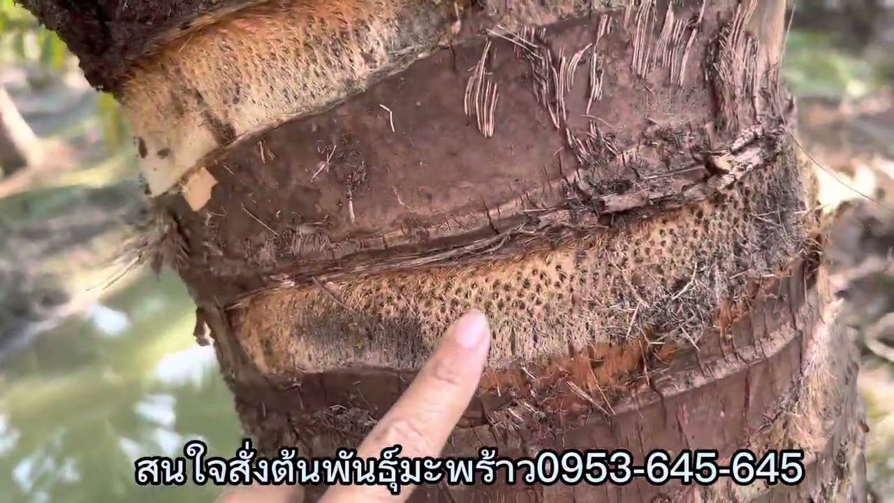 พามาดูสายพันธุ์มะพร้าวน้ำหอมบ้านแพ้ว สวนน้าสมนึกที่เอาพันธุ์ของสวนกรรญดามาปลูกค่ะ🌴🌴😁