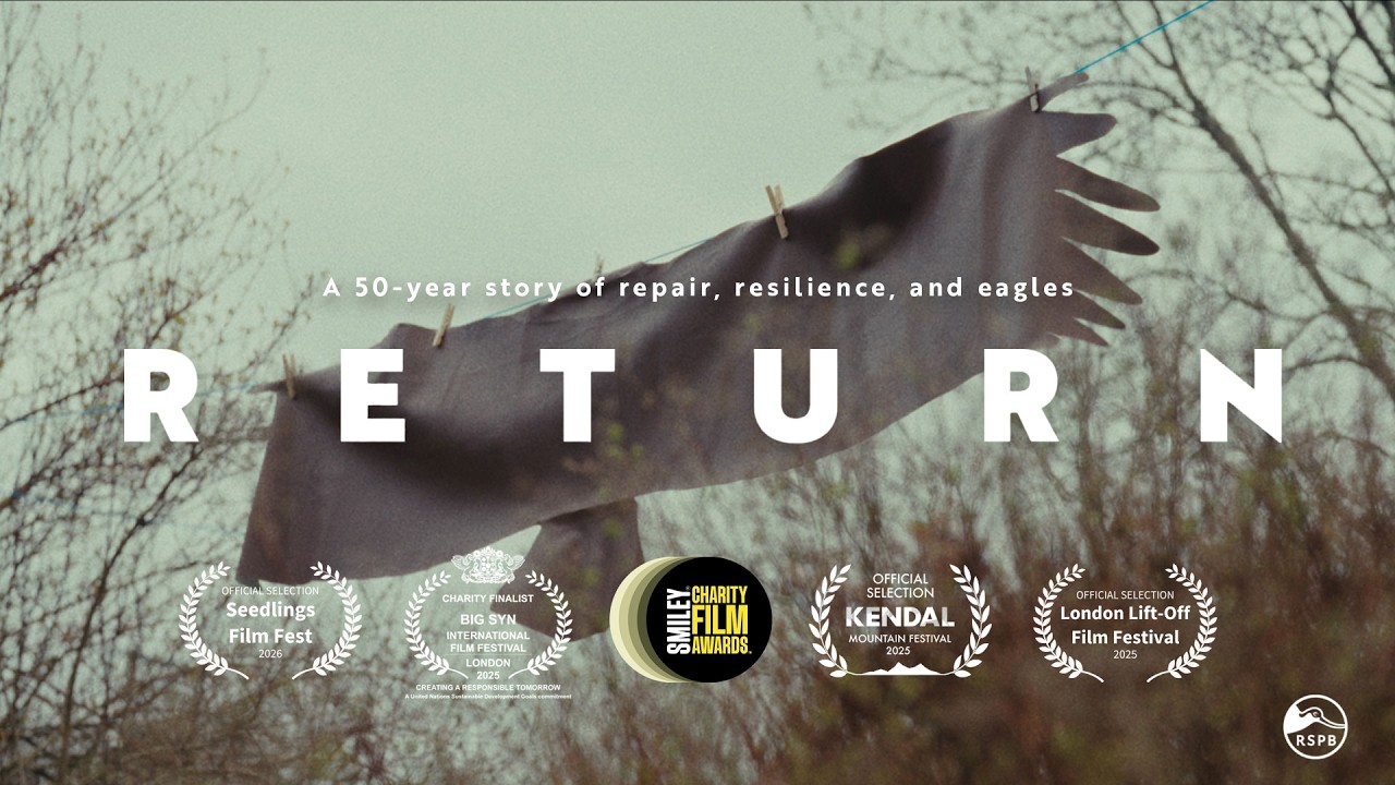 RETURN - the incredible 50-year comeback story of White-tailed Eagles in the UK | RSPB