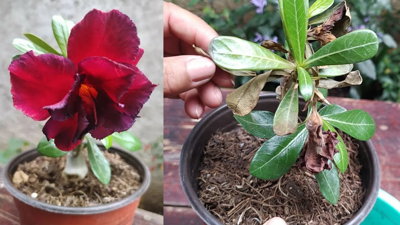 Rosa del Desierto: Cambiando sustrato para que no se pudra