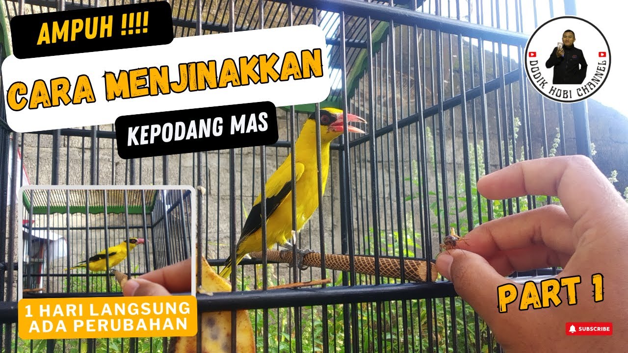 Part 1 | Cara Menjinakkan Kepodang Ampuh 100% hari ke 2 sudah ada perubahan